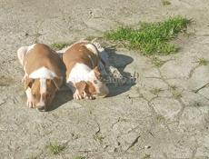 Прадаёца Ам.Став щенок малчик