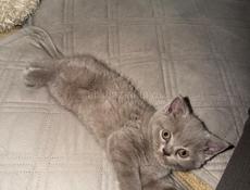 Британские котята 