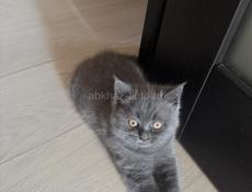 Британские котята 