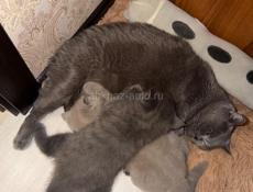 Британские котята 