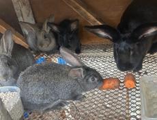 Продам кроликов
