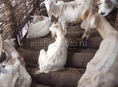 Абщткуа и Козы и Коровы 