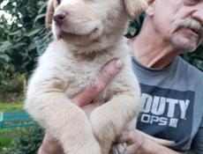 Щенки девочки  в добрые руки 