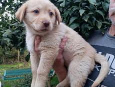 Щенки девочки  в добрые руки 