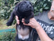 Щенки девочки  в добрые руки 