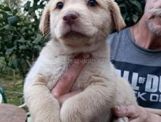 Щенки девочки  в добрые руки 