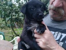 Щенки девочки  в добрые руки 