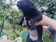 Щенки девочки  в добрые руки 