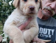 Щенки девочки  в добрые руки 