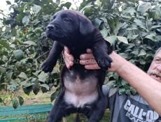 Щенки девочки  в добрые руки 