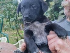 Щенки девочки  в добрые руки 