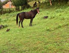 Потерялся конь 