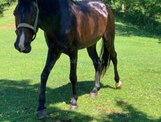 Потерялся конь 