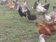 Продам 34 курей и 6 петухов домашние