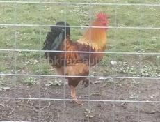 Продам 34 курей и 6 петухов домашние