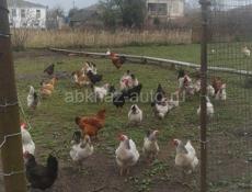Продам 34 курей и 6 петухов домашние 