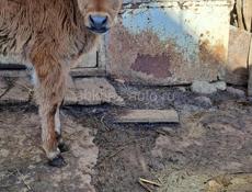 Тёлка2 месяца