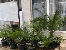 пальмы продажа 