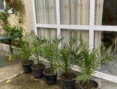 пальмы продажа 