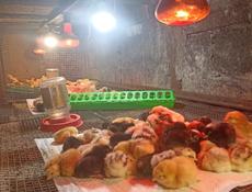 Цыплята Редбро Гризбар мастер Грей 