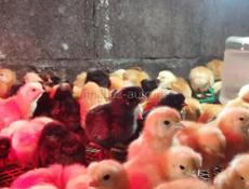 Цыплята Редбро Гризбар мастер Грей 