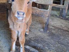 Тёлка 2 месяца