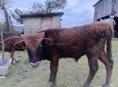 Бычок 10 месяцев 30 р без торга срочна