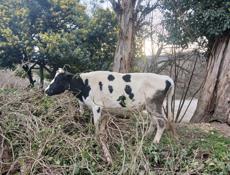 Продажа коров