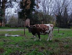 Продажа коров