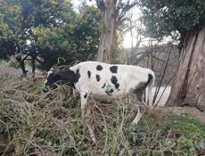 Продажа коров