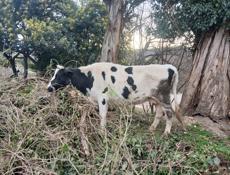 Продажа коров