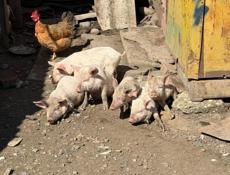 Поросята