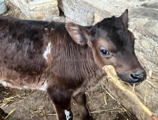 Бычок айширской породы выведен на эко 