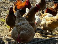 Куры и Петух