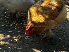 Куры и Петух