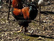 Куры и Петух