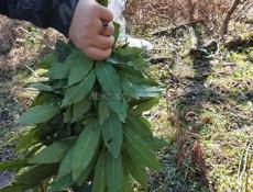 Лаврушку продаём один пучок 40 руб 