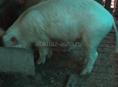 Свиньи 6 месяцев