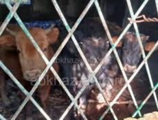 забрали телят выпустили на Ацинском повороте 