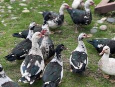 Продаются утки 