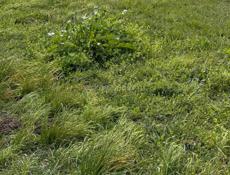 Отдам сено за покос 