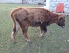 Продаю телку 55-60кг