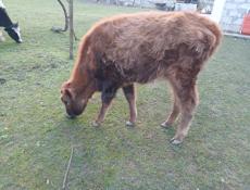Продаю телку 55-60кг