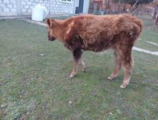 Продаю телку 55-60кг