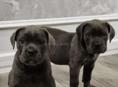 Щенки в продаже