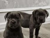 Щенки в продаже