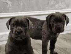 Щенки в продаже