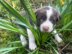 Щенки алабайя