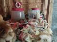 Продаю цыплят