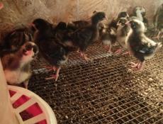 Продаю цыплят